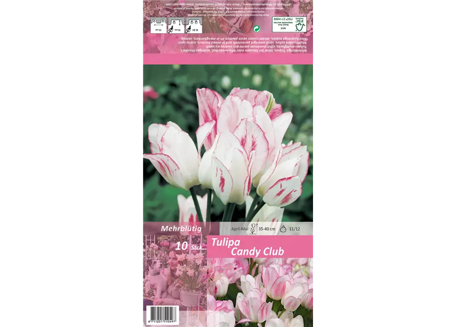 Tulpe 'Candy Club'