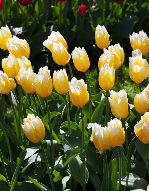 Tulpe 'Sweetheart'