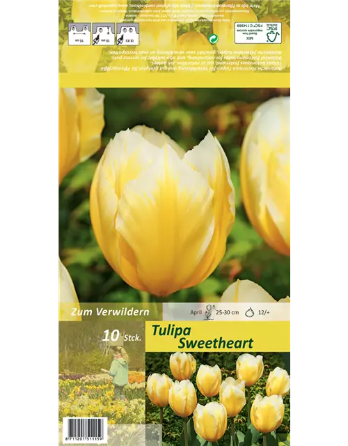 Tulpe 'Sweetheart'