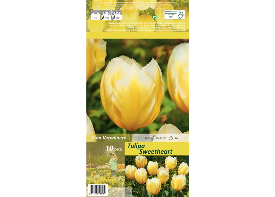 Tulpe 'Sweetheart'