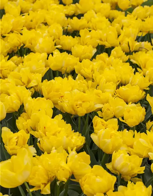 Tulpe 'Yellow Pomponette'