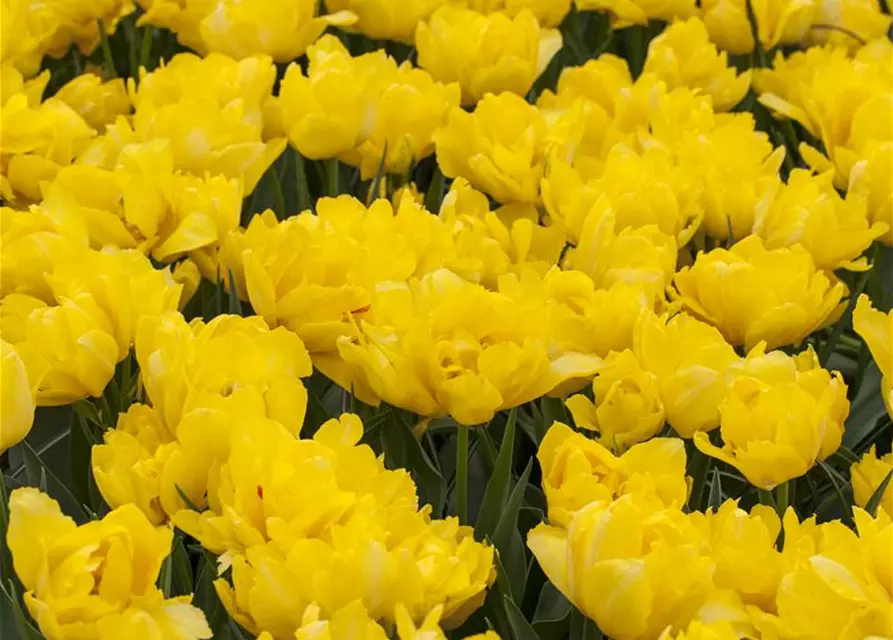 Tulpe 'Yellow Pomponette'