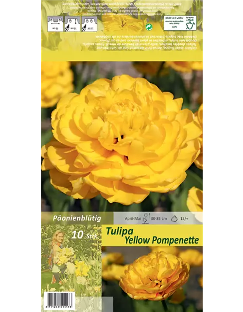 Tulpe 'Yellow Pomponette'