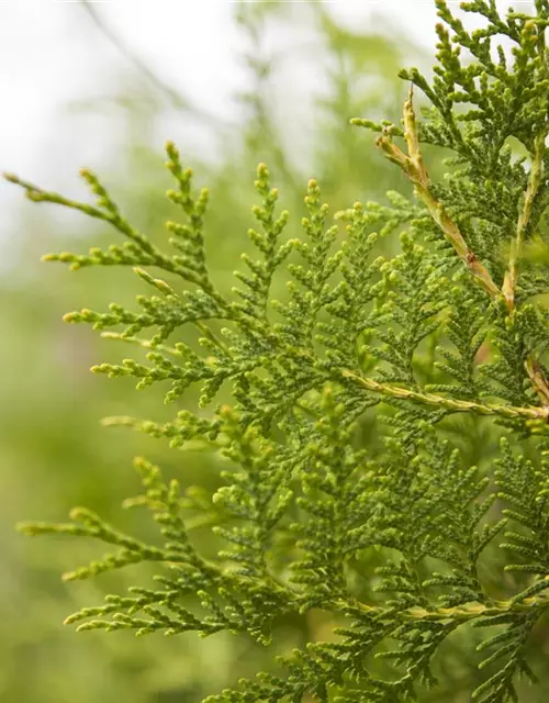 Thuja occidentalis 'Brabant'