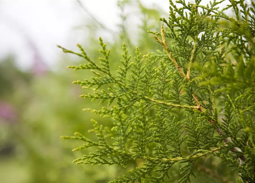 Thuja occidentalis 'Brabant'