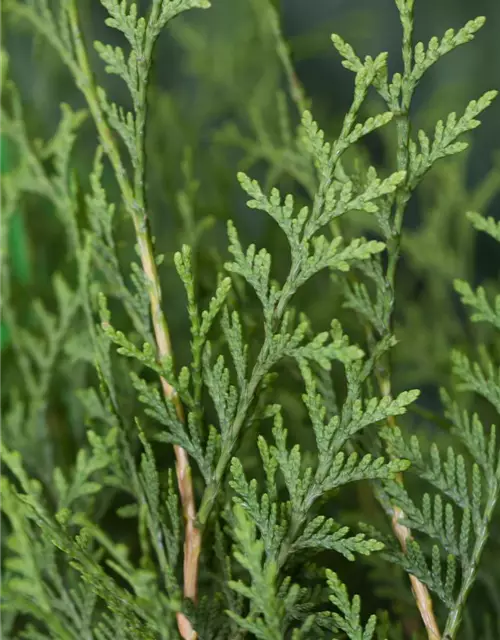 Thuja occidentalis 'Brabant'