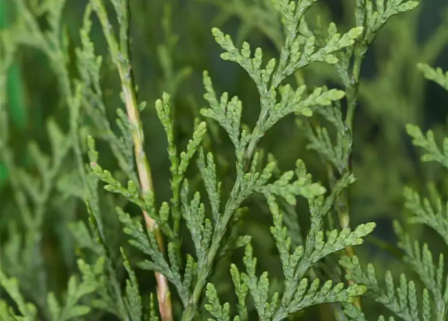 Thuja occidentalis 'Brabant'