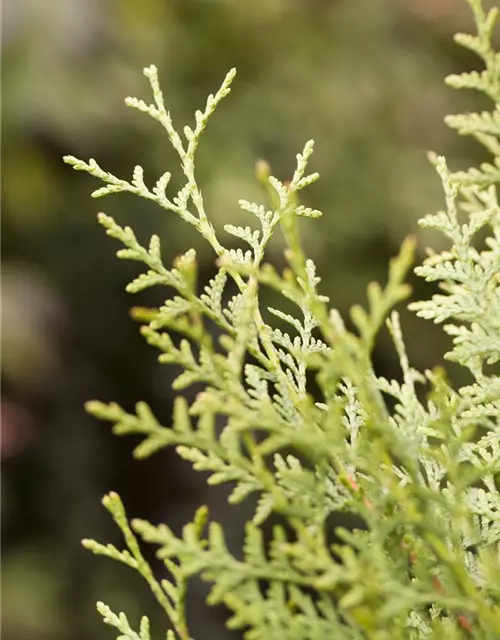 Thuja occidentalis 'Brabant'