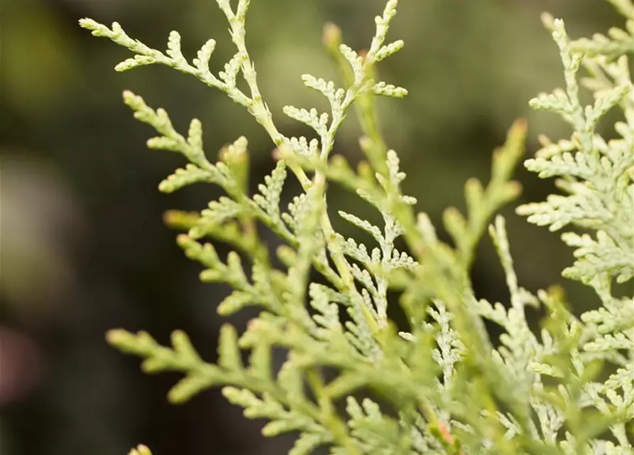 Thuja occidentalis 'Brabant'