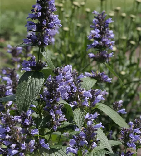 Sitzende Garten-Katzenminze 'Washfield'