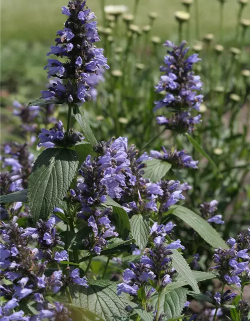 Sitzende Garten-Katzenminze 'Washfield'