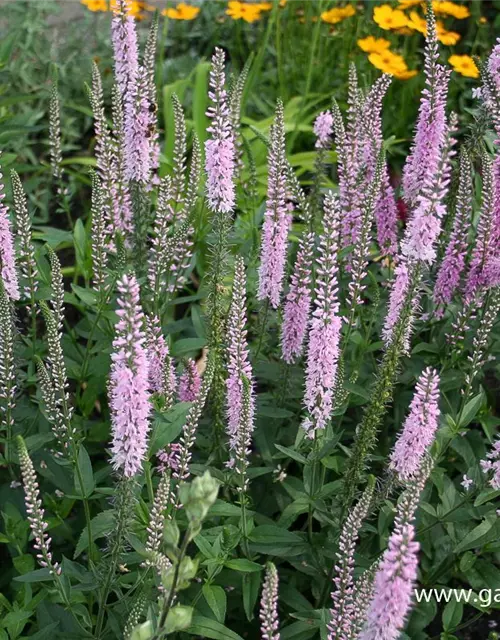 Veronica longifolia 'Pink Damask'