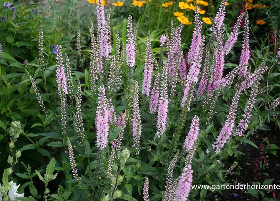 Veronica longifolia 'Pink Damask'