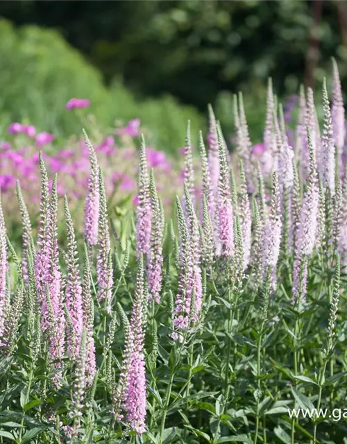 Veronica longifolia 'Pink Damask'