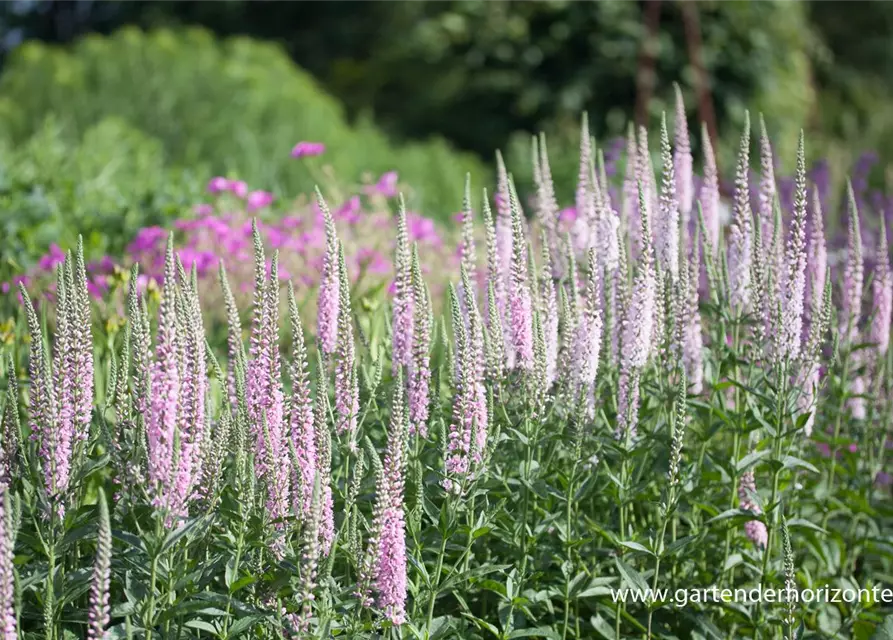 Veronica longifolia 'Pink Damask'