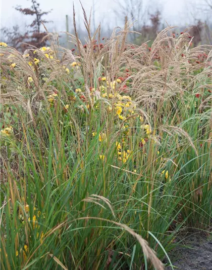 Silberährengras 'Algäu'