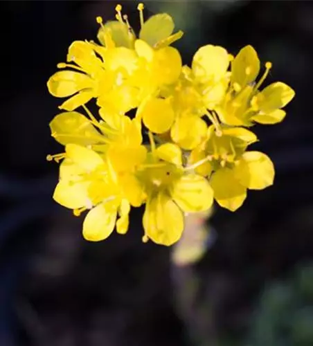 Vorfrühlings-Steinbrech 'Fosters Gold'