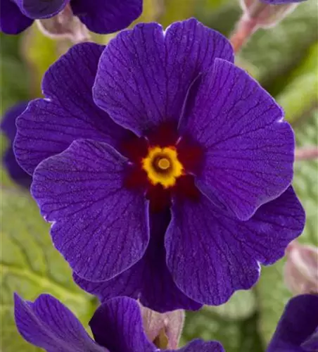 Waldprimel 'Sylvita® Blue'