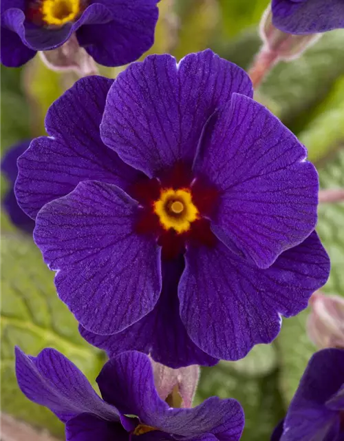 Waldprimel 'Sylvita® Blue'