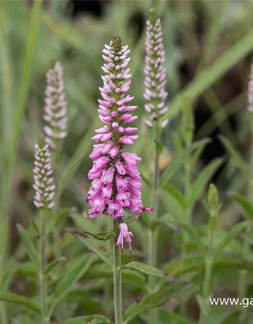 Veronica longifolia 'Pink Eveline' -R-