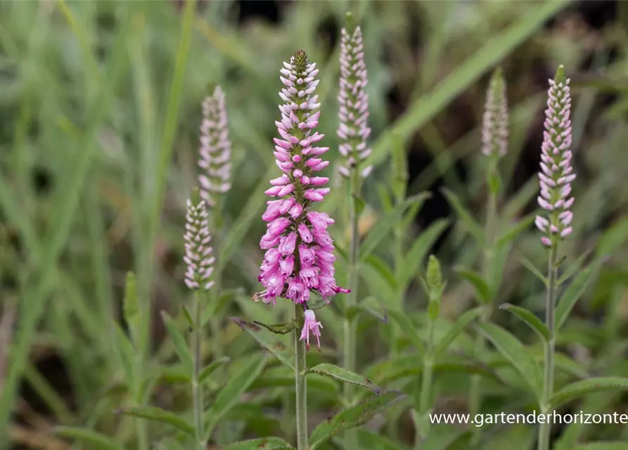 Veronica longifolia 'Pink Eveline' -R-