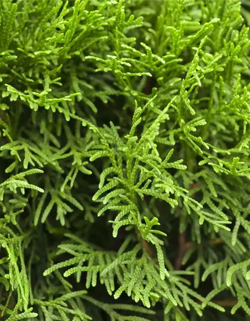 Thuja occidentalis 'Smaragd'