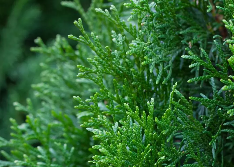 Thuja occidentalis 'Smaragd'