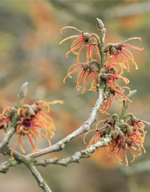 Zaubernuss 'Jelena'