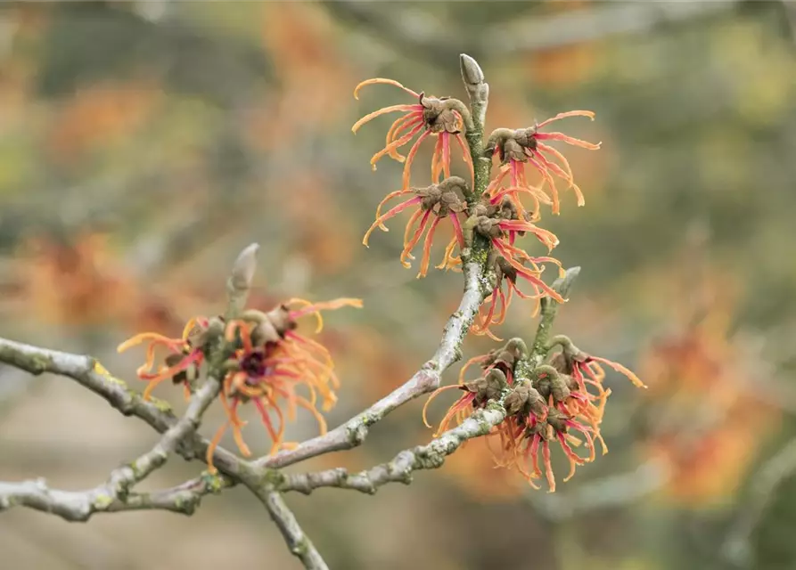 Zaubernuss 'Jelena'