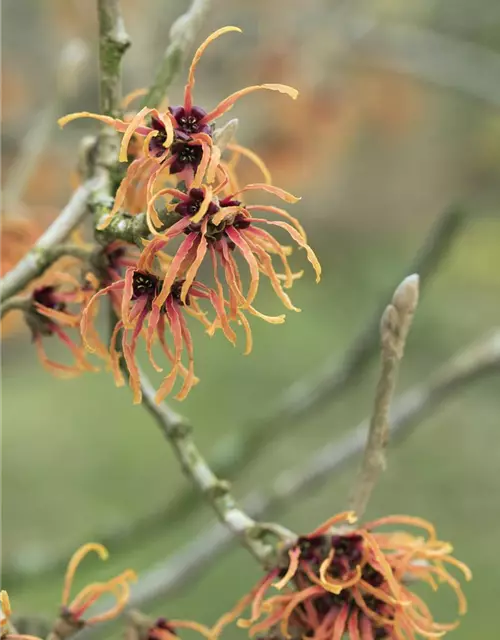 Zaubernuss 'Jelena'