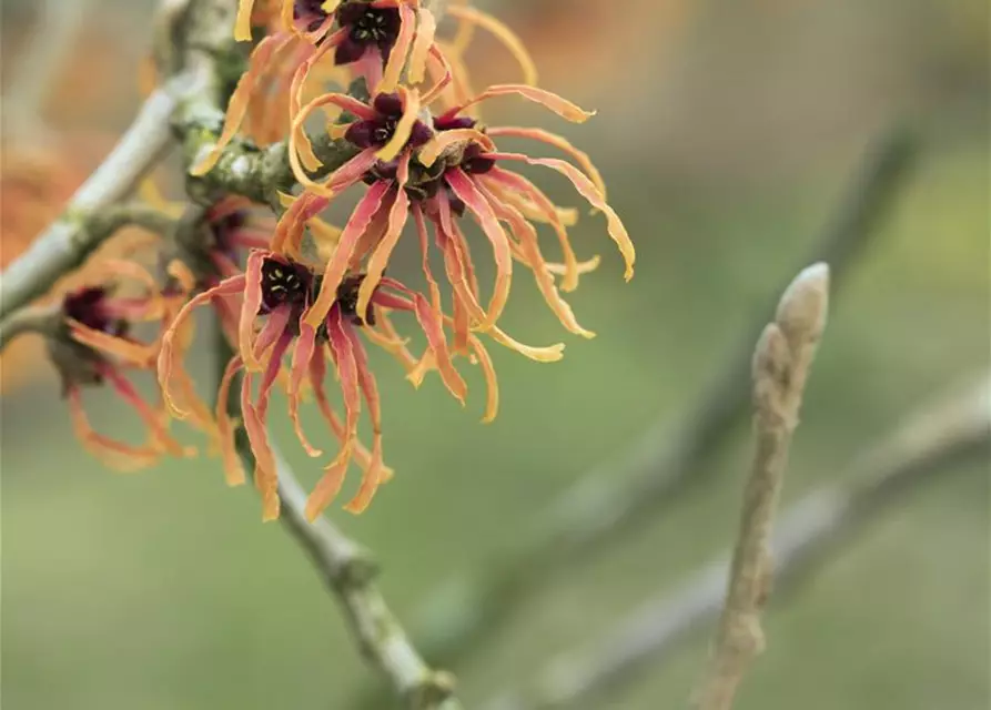 Zaubernuss 'Jelena'