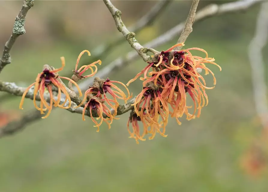 Zaubernuss 'Jelena'