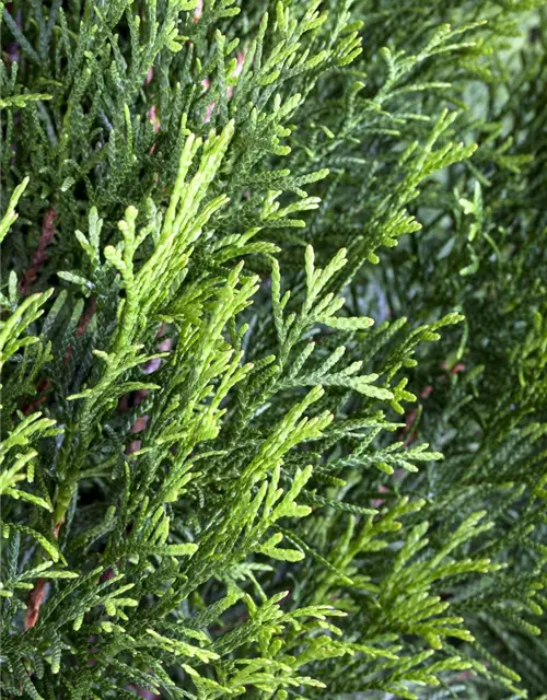 Thuja occidentalis 'Smaragd'