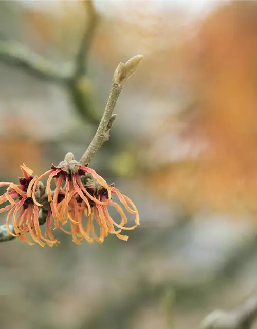 Zaubernuss 'Jelena'