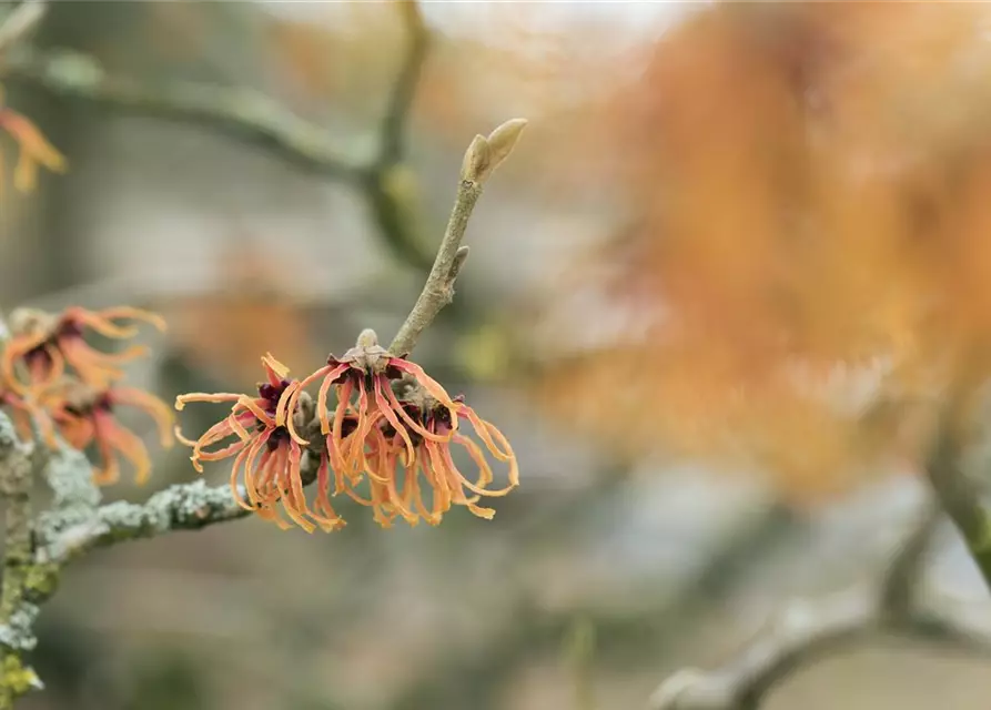 Zaubernuss 'Jelena'