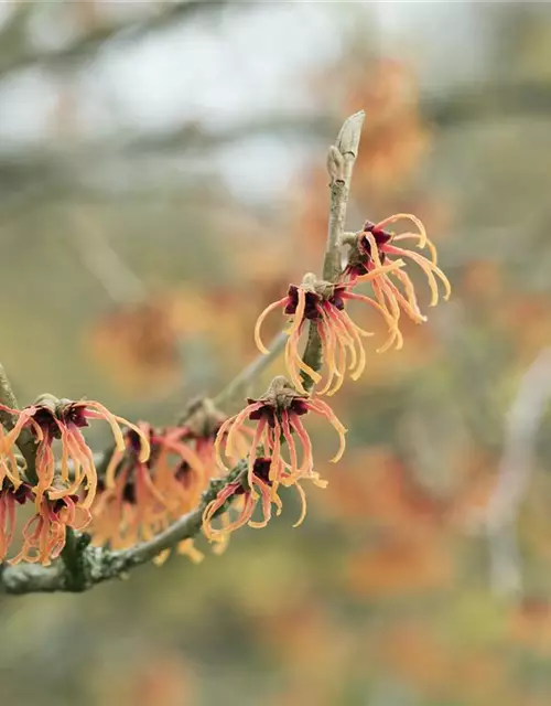 Zaubernuss 'Jelena'