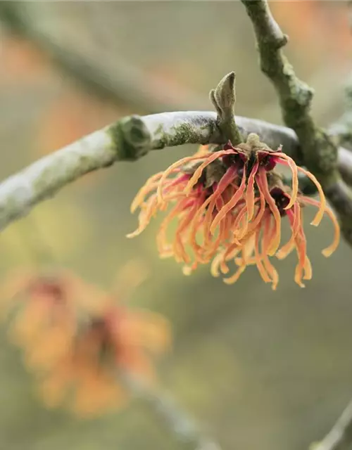 Zaubernuss 'Jelena'