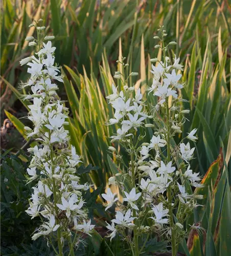 Weißblühender Diptam 'Albiflorus'