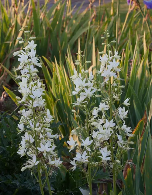 Weißblühender Diptam 'Albiflorus'