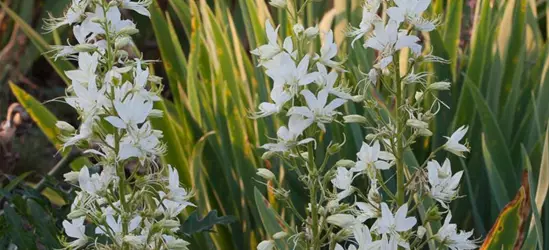 Weißblühender Diptam 'Albiflorus'