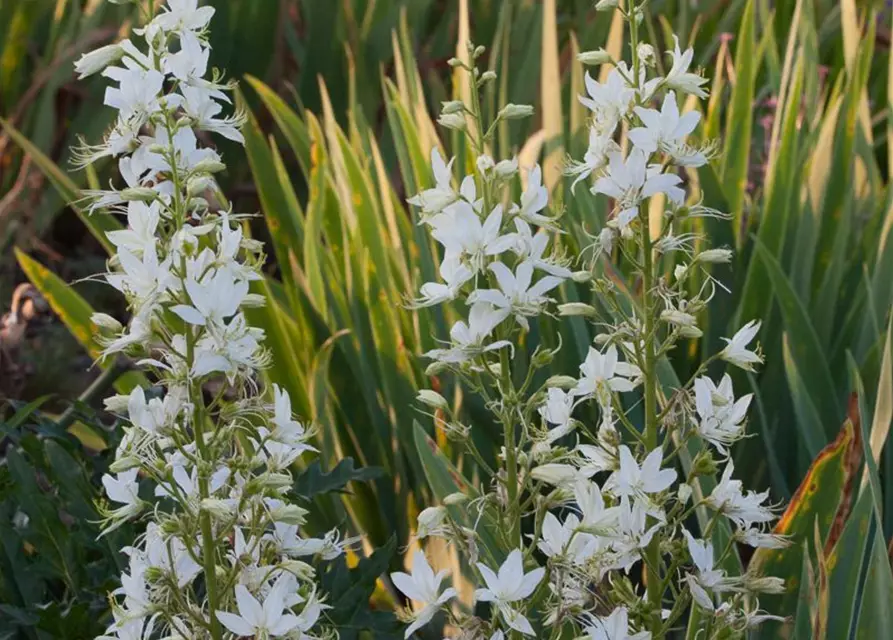 Weißblühender Diptam 'Albiflorus'