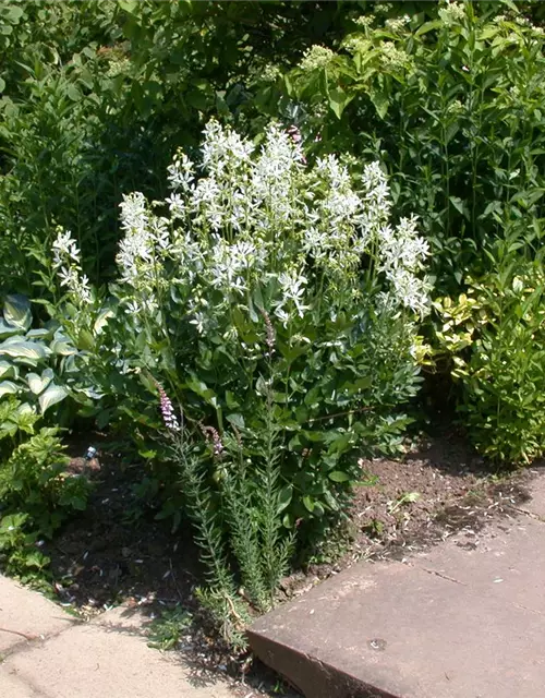 Weißblühender Diptam 'Albiflorus'