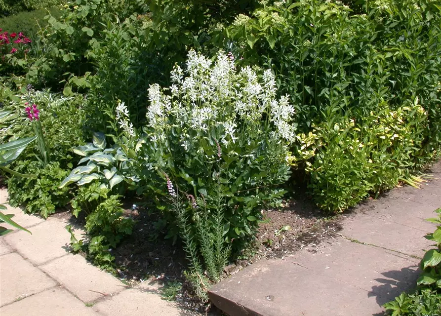 Weißblühender Diptam 'Albiflorus'