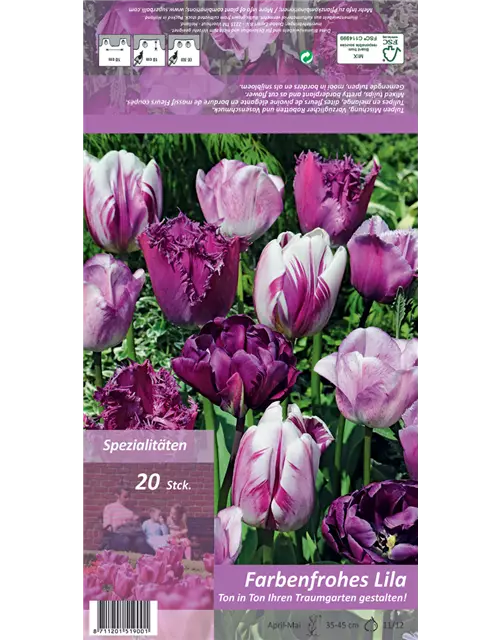 Tulpen 'Ton in Ton - Farbenfrohes Lila'