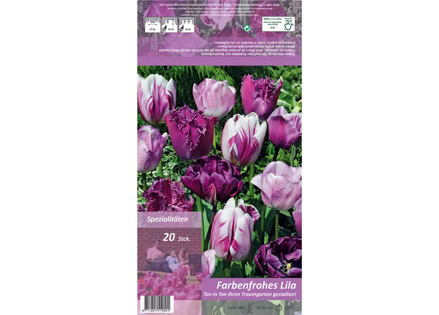 Tulpen 'Ton in Ton - Farbenfrohes Lila'