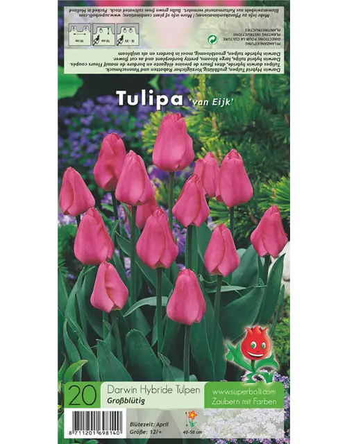 Tulpe 'Van Eijk'