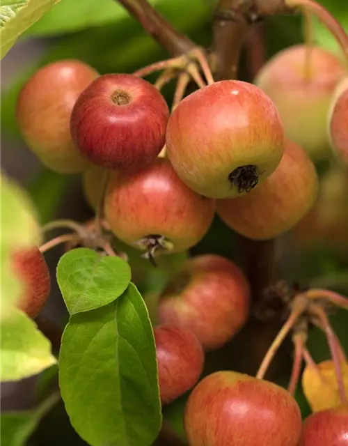 Zierapfel 'Evereste'®