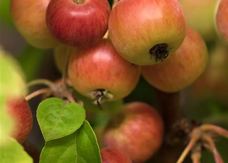 Zierapfel 'Evereste'®