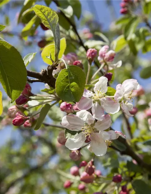 Zierapfel 'Evereste'®