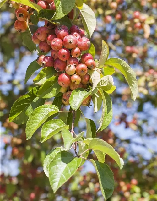 Zierapfel 'Evereste'®